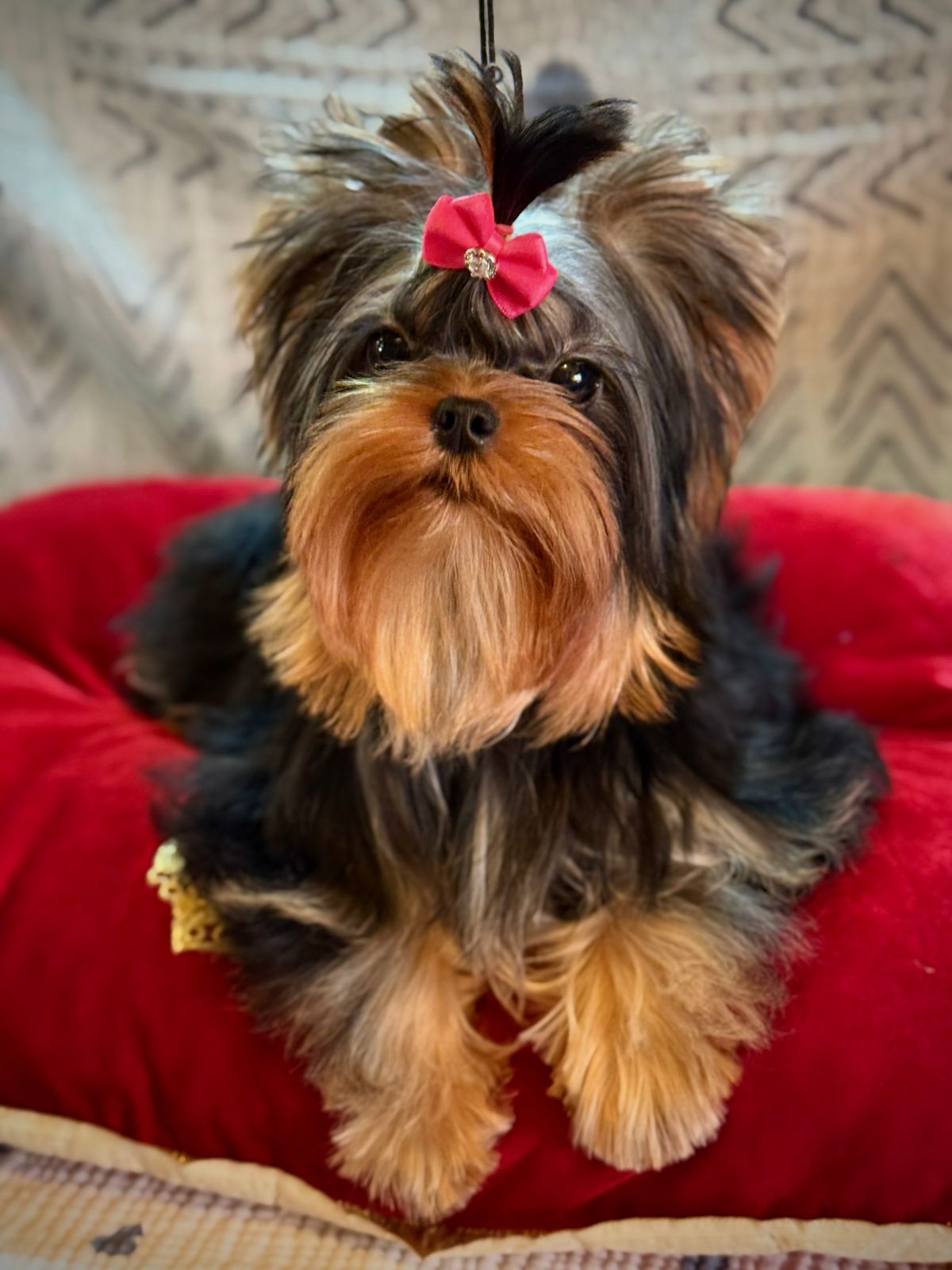 LARANTA MARIE DUPLESSIS &mdash; Labaza DogPedigree YorkshireTerrier